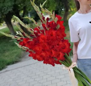 Красные гладиолусы 15 штук