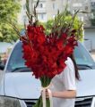 Красные гладиолусы 15 штук