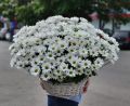 Большая корзина с ромашками