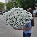 Большая корзина с ромашками
