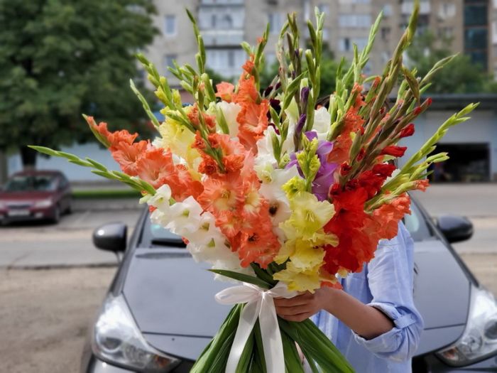 Гладиолусы 35 штук