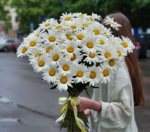 Букет из 51 ромашки