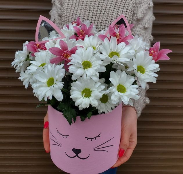 Коробка кошка