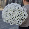 Большой букет хризантем ромашковых