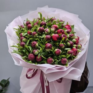 Букет из 51 бордового пиона
