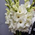 Белые гладиолусы 15 шт