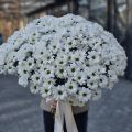 Большой букет хризантем ромашковых
