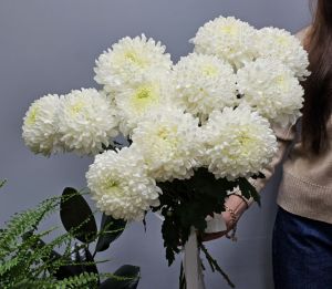 11 одноголовых хризантем